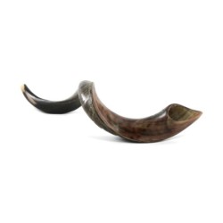 30'-32' Yemenite Kudu Shofar - Half-Polished