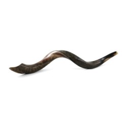 30'-32' Yemenite Kudu Shofar - Half-Polished