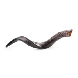 28'-30' Yemenite Kudu Shofar - Natural