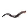 28'-30' Yemenite Kudu Shofar - Natural