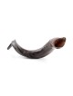 28'-30' Yemenite Kudu Shofar - Natural