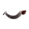 28'-30' Yemenite Kudu Shofar - Natural