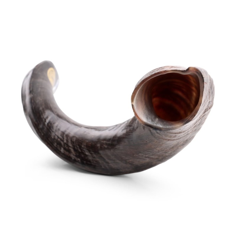 28'-30' Yemenite Kudu Shofar - Natural