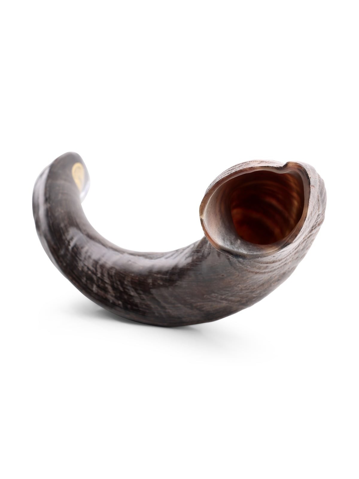 28'-30' Yemenite Kudu Shofar - Natural