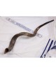 28'-30' Yemenite Kudu Shofar - Natural