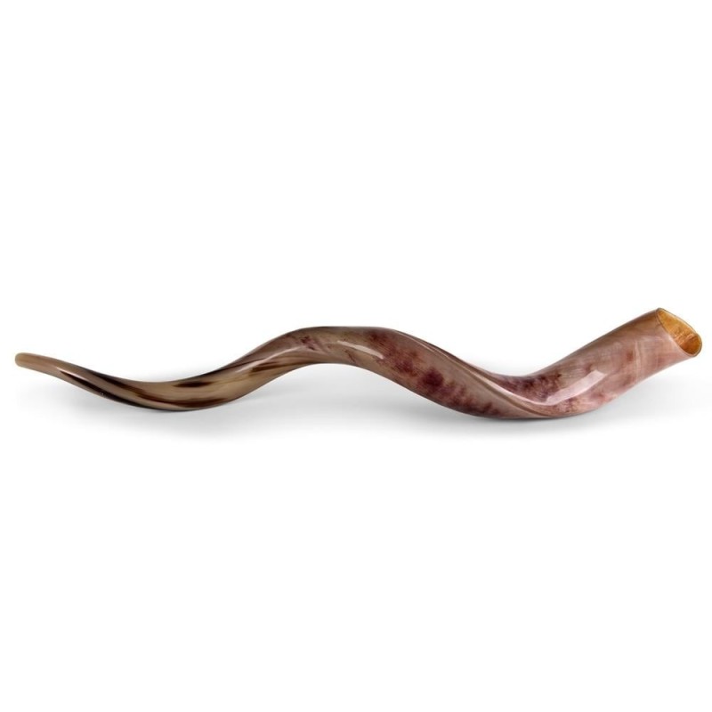 28'-30' Yemenite Kudu Shofar - Polished