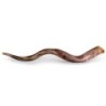 28'-30' Yemenite Kudu Shofar - Polished