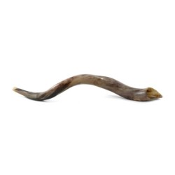 36'-38' Yemenite Kudu Shofar - Polished