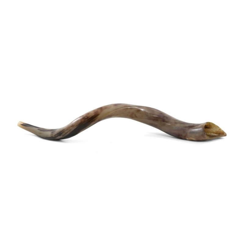36'-38' Yemenite Kudu Shofar - Polished