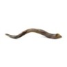 36'-38' Yemenite Kudu Shofar - Polished