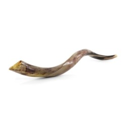 36'-38' Yemenite Kudu Shofar - Polished
