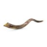 36'-38' Yemenite Kudu Shofar - Polished