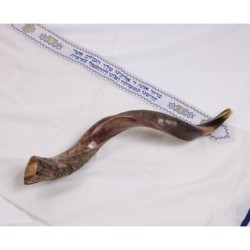 22'-24' Yemenite Kudu Shofar - Half-Polished
