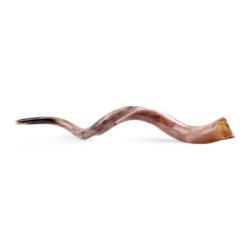 42'-44' Yemenite Kudu Shofar - Polished