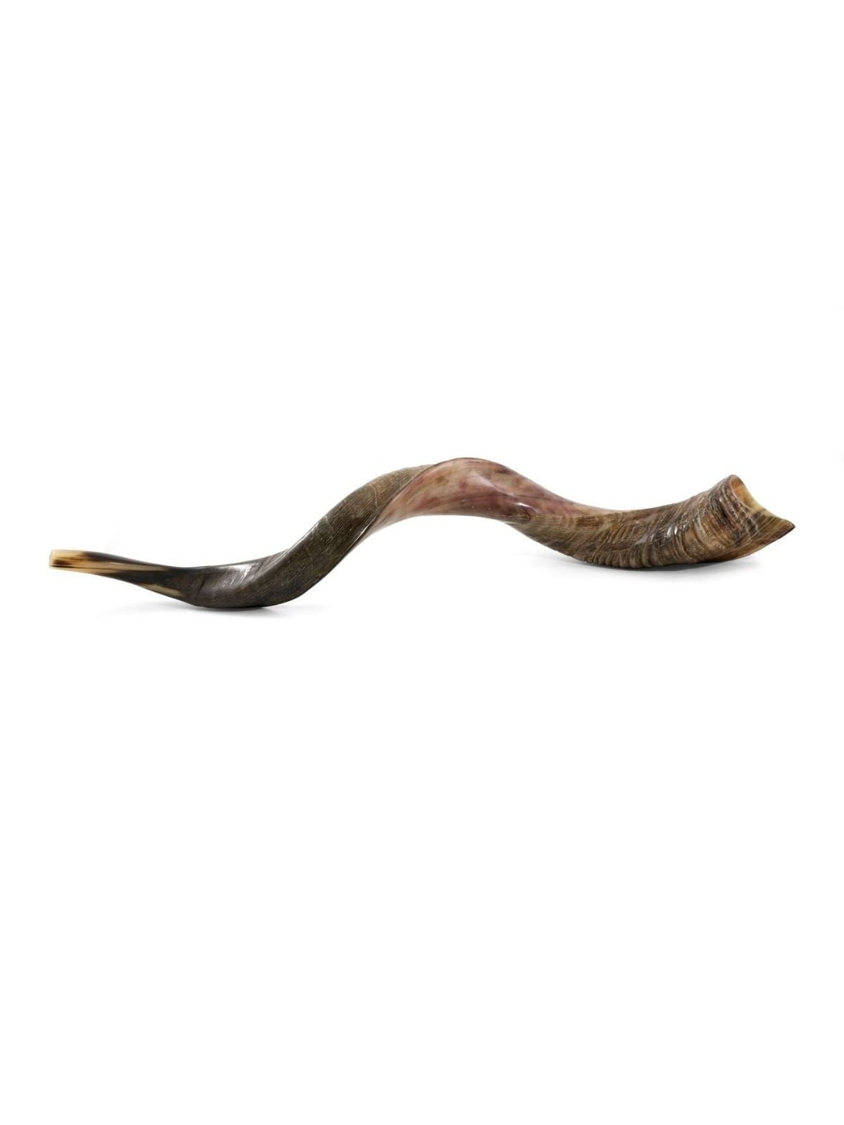 26'-28' Semi-Polished Yemenite Kudu Shofar
