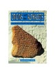 Origins of the Alphabets by Joseph Naveh (Paperback)