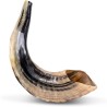 Ram's Horn Shofar | Rosh Hashanah | Judaica
