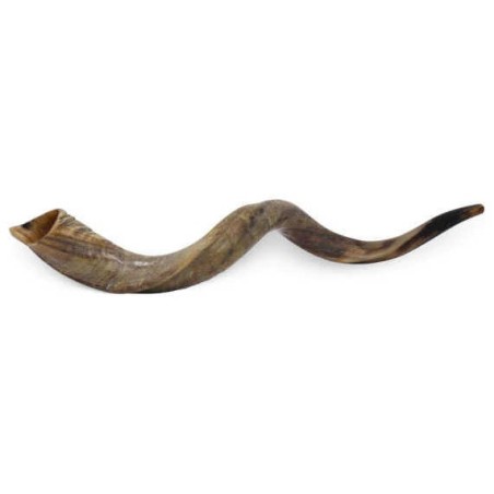 Yemenite Shofar | Rosh Hashanah | Judaica
