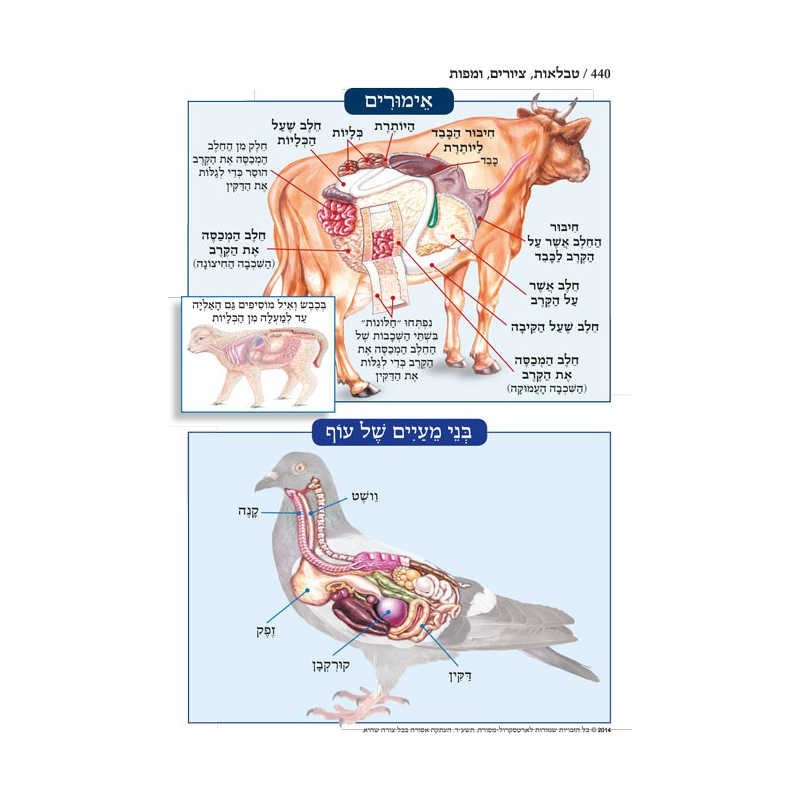 Chumash - Chinuch Tiferes Micha'el With Vowelized  | Books | Judaica