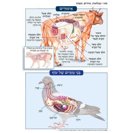 Chumash - Chinuch Tiferes Micha'el With Vowelized  | Books | Judaica