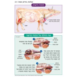 Chumash - Chinuch Tiferes Micha'el With Vowelized  | Books | Judaica