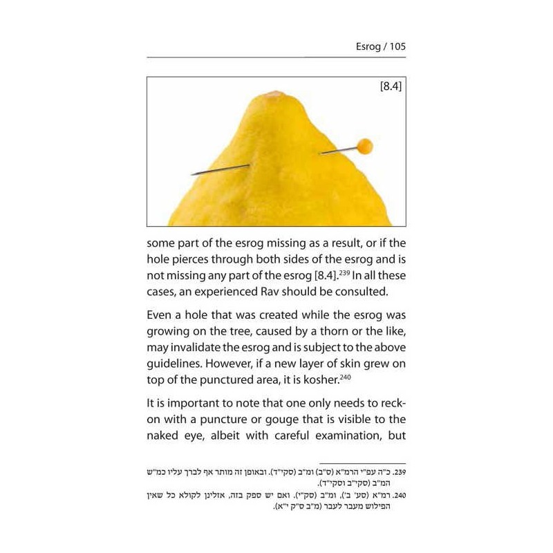 Halachic Handbook: The Laws of the Succah and Four | Sukkot | Judaica