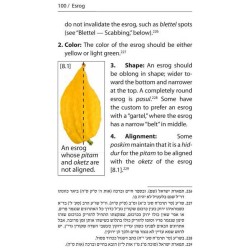 Halachic Handbook: The Laws of the Succah and Four | Sukkot | Judaica