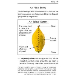 Halachic Handbook: The Laws of the Succah and Four | Sukkot | Judaica
