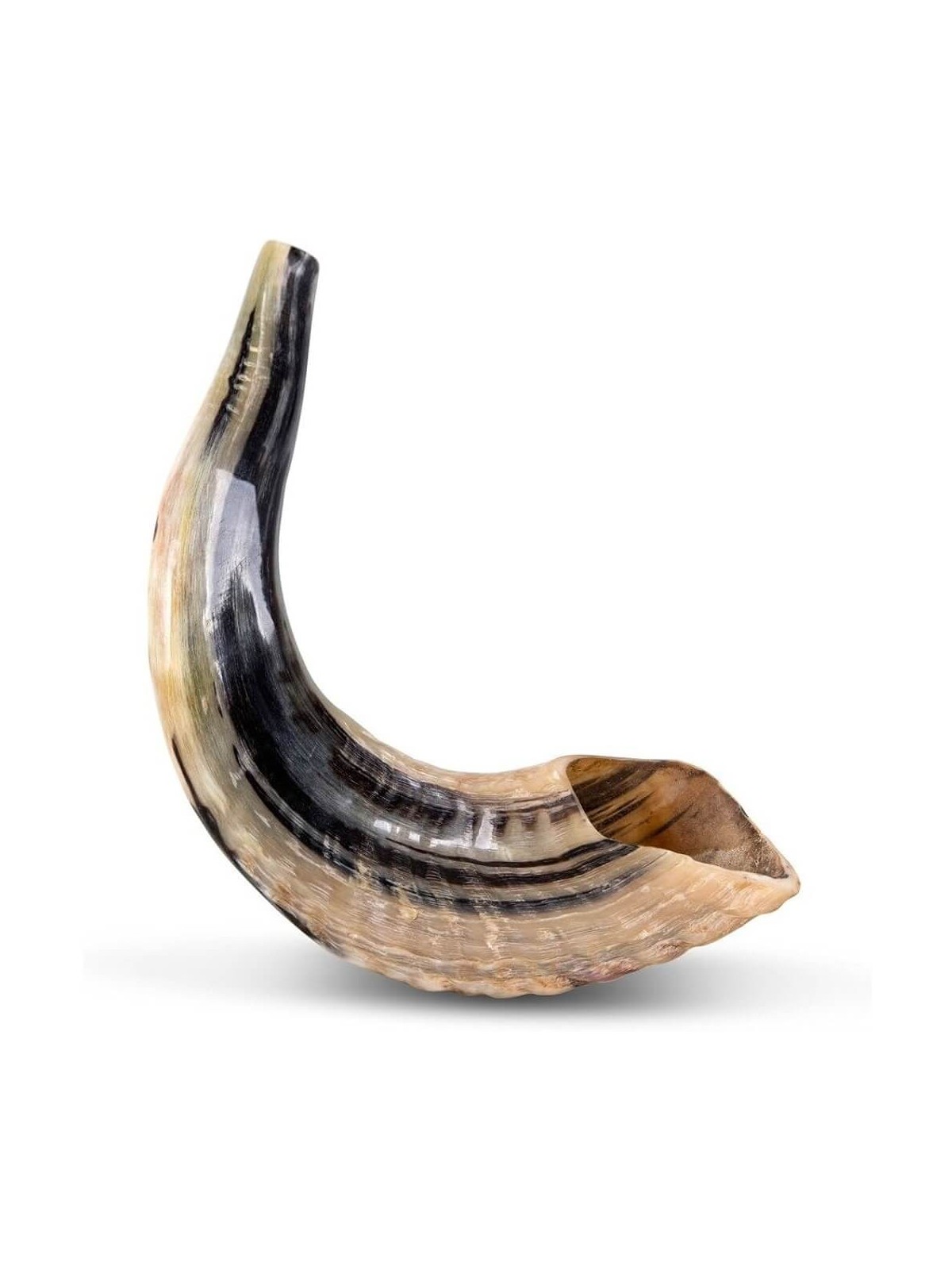 Ram's Horn Shofar | Rosh Hashanah | Judaica