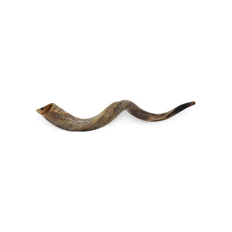 Yemenite Shofar | Rosh Hashanah | Judaica