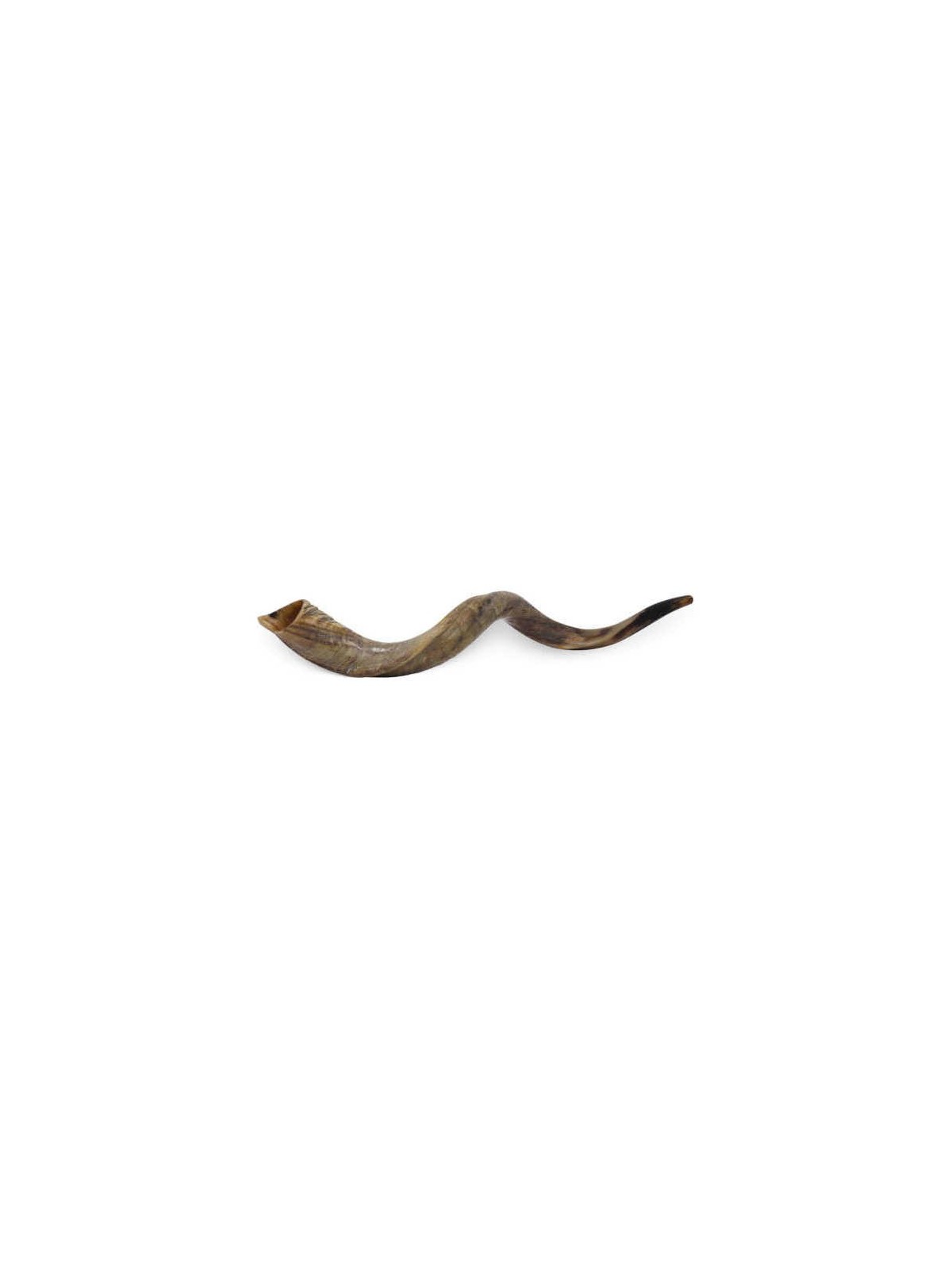 Yemenite Shofar | Rosh Hashanah | Judaica