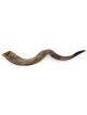 Yemenite Shofar | Rosh Hashanah | Judaica