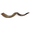 Yemenite Shofar | Rosh Hashanah | Judaica