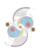Kinetics of Desire Ketubah | All Judaica | Judaica