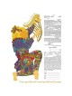 David's Harp Ketubah | All Judaica | Judaica