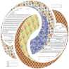 Double Ring Ketubah | All Judaica | Judaica