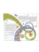First Kiss Ketubah | All Judaica | Judaica