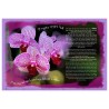 Orchids Ketubah | All Judaica | Judaica