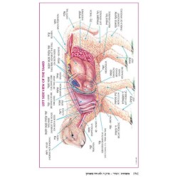 Yad Avraham Mishnah Series:31 Tractate Arachin (Se | Books | Judaica