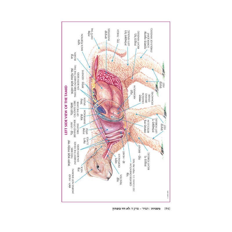 Yad Avraham Mishnah Series:31 Tractate Arachin (Se | Books | Judaica