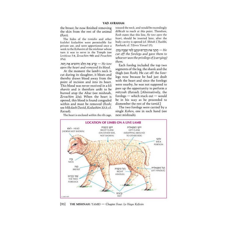 Yad Avraham Mishnah Series:31 Tractate Arachin (Se | Books | Judaica