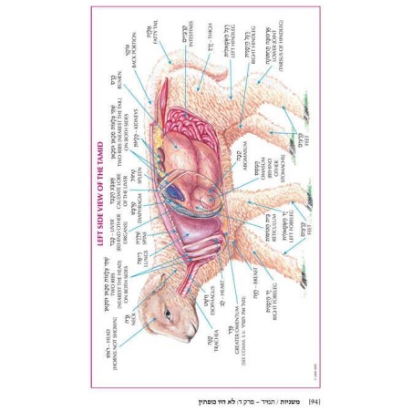 Yad Avraham Mishnah Series:29 Tractate Chullin (Se | Books | Judaica