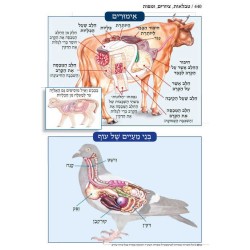 Chumash - Chinuch Tiferes Micha'el With Vowelized  | Books | Judaica