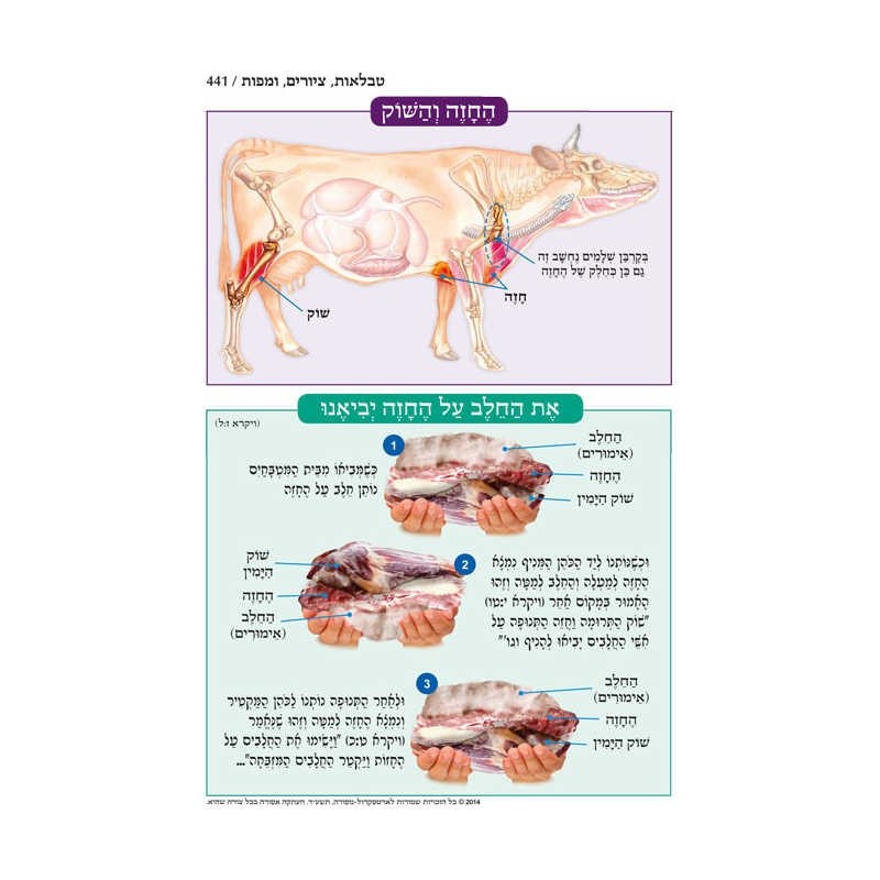 Chumash - Chinuch Tiferes Micha'el With Vowelized  | Books | Judaica