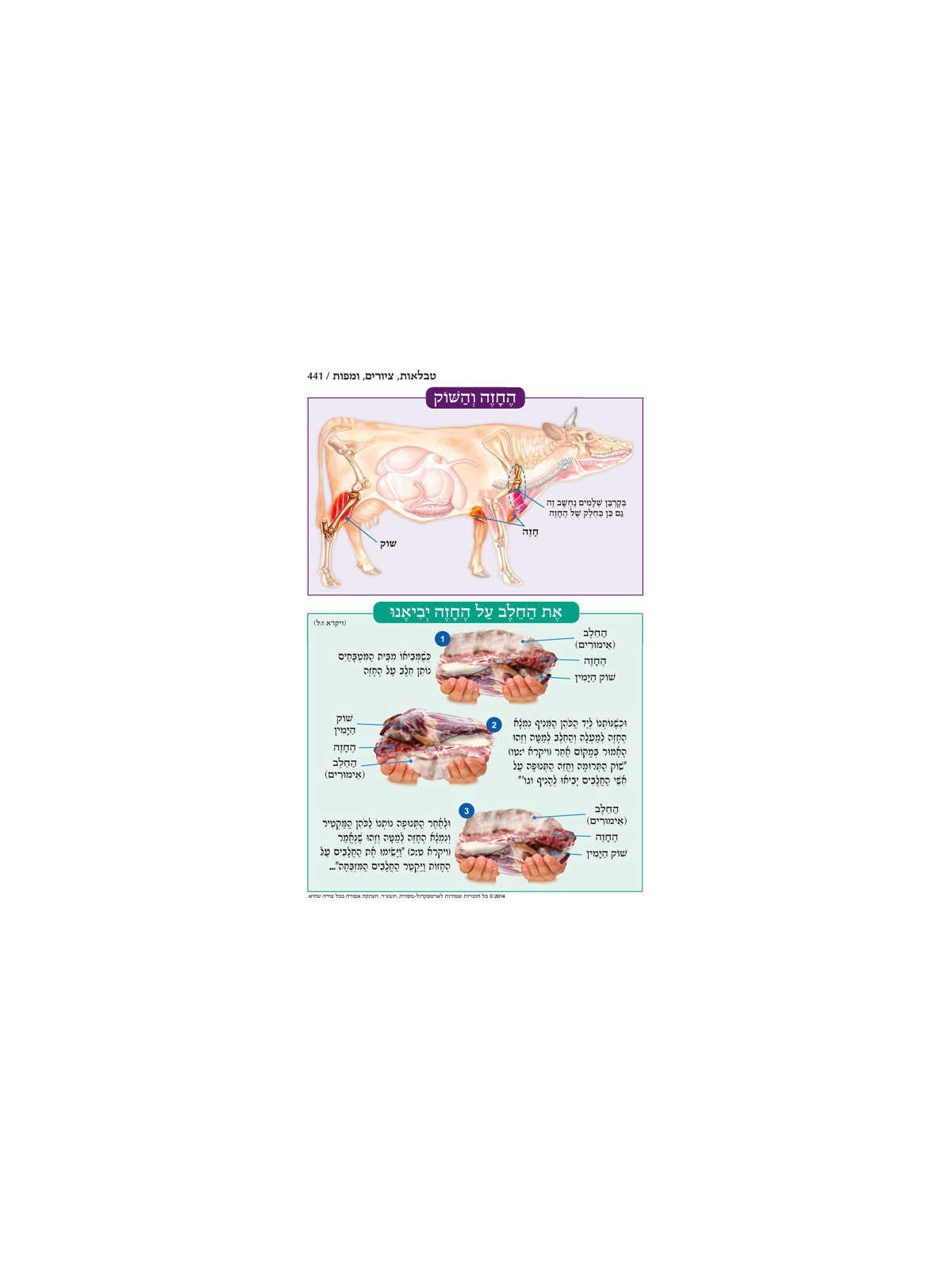 Chumash - Chinuch Tiferes Micha'el With Vowelized  | Books | Judaica