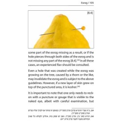 Halachic Handbook: The Laws of the Succah and Four | Sukkot | Judaica