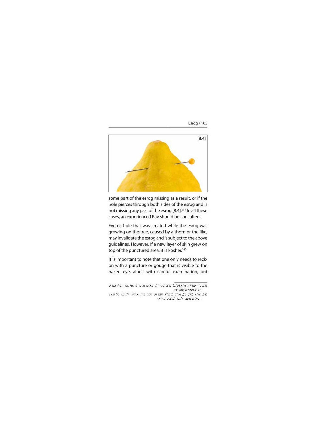 Halachic Handbook: The Laws of the Succah and Four | Sukkot | Judaica