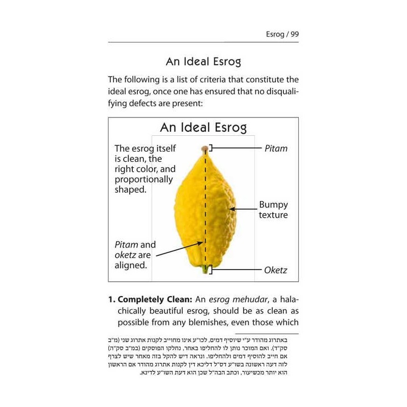 Halachic Handbook: The Laws of the Succah and Four | Sukkot | Judaica