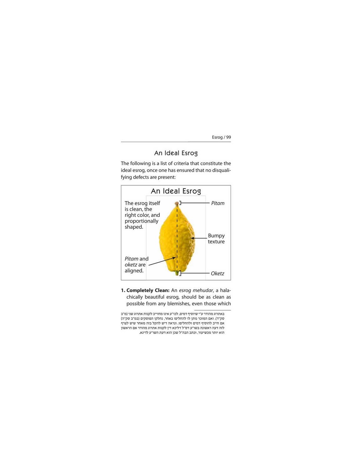 Halachic Handbook: The Laws of the Succah and Four | Sukkot | Judaica