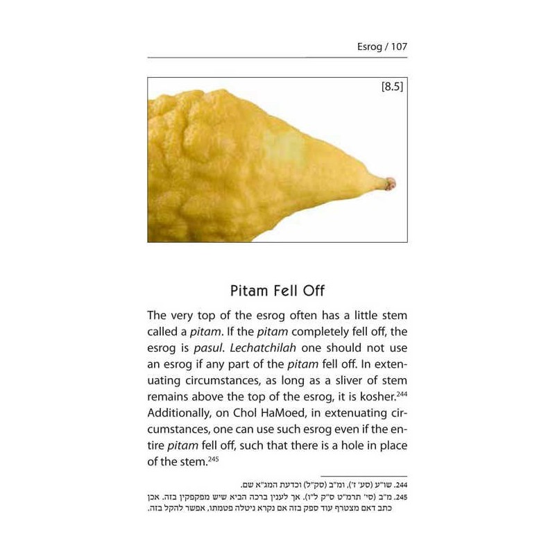 Halachic Handbook: The Laws of the Succah and Four | Sukkot | Judaica